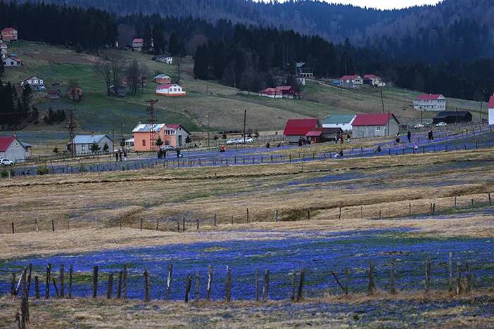 Trabzon'da Kadıralak Yaylası’nda, ‘mavi yıldız’ zamanı! 5
